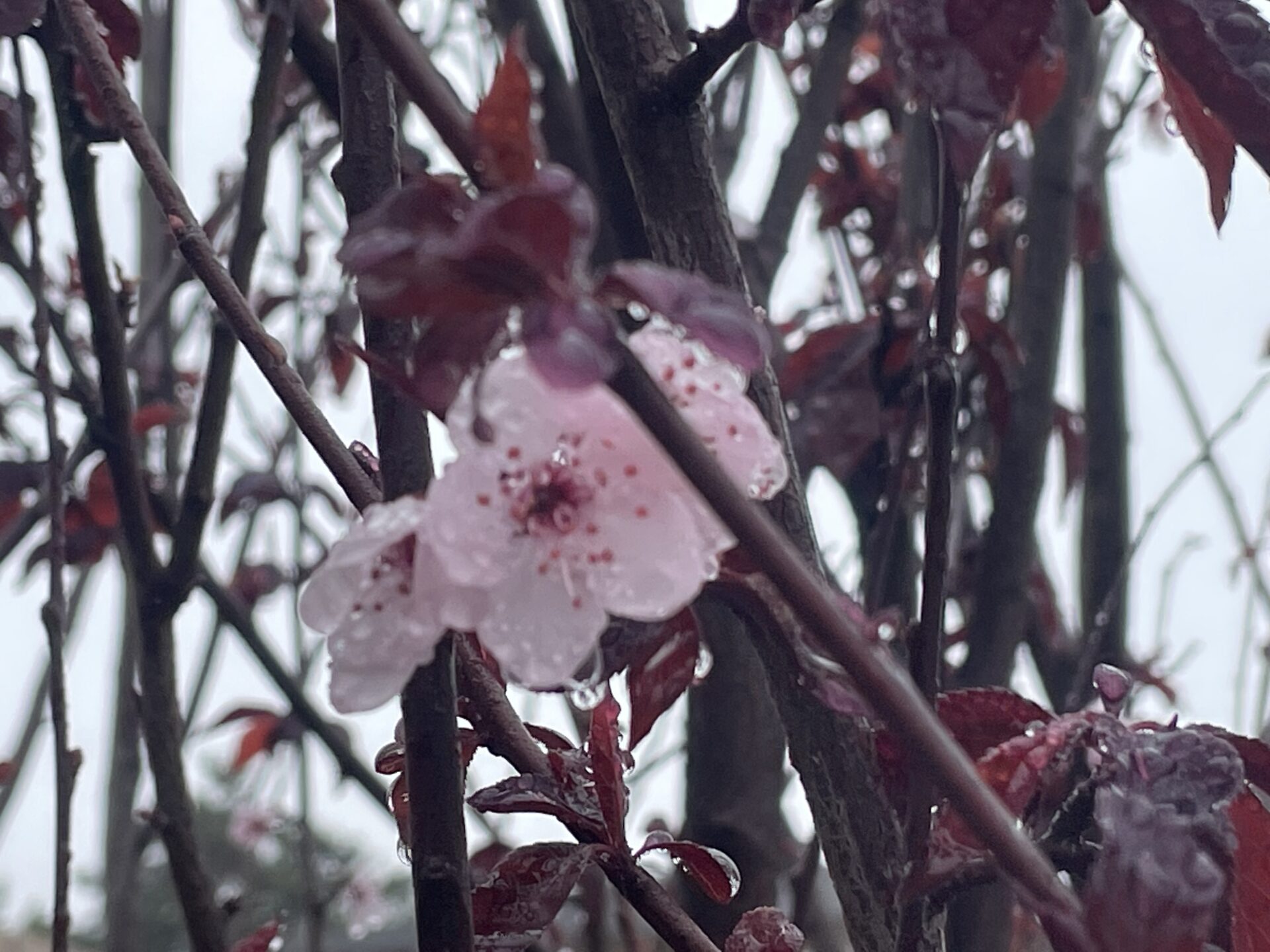 アメリカのビザと所得税申告について。もうすぐTax Returnの期限です！ - アメリカへの移住生活｜起業による自立で豊かな暮らしを掴むブログ